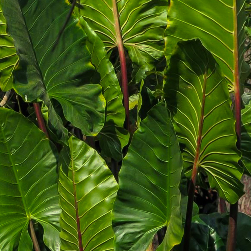 ALOCASIA IMPERIAL RED 10"