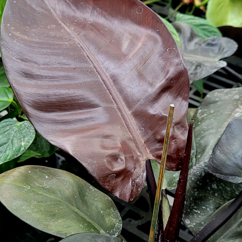 PHILODENDRON BLACK CARDINAL 6"