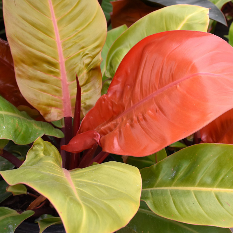 PHILODENDRON PRINCE OF ORANGE 6"