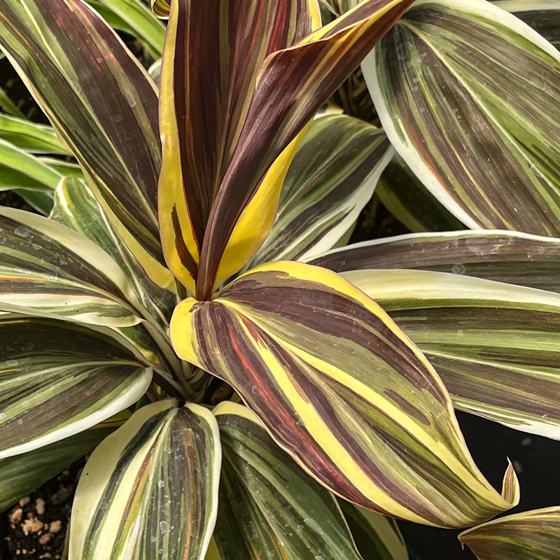 CORDYLINE CHOCOLATE QUEEN 4"