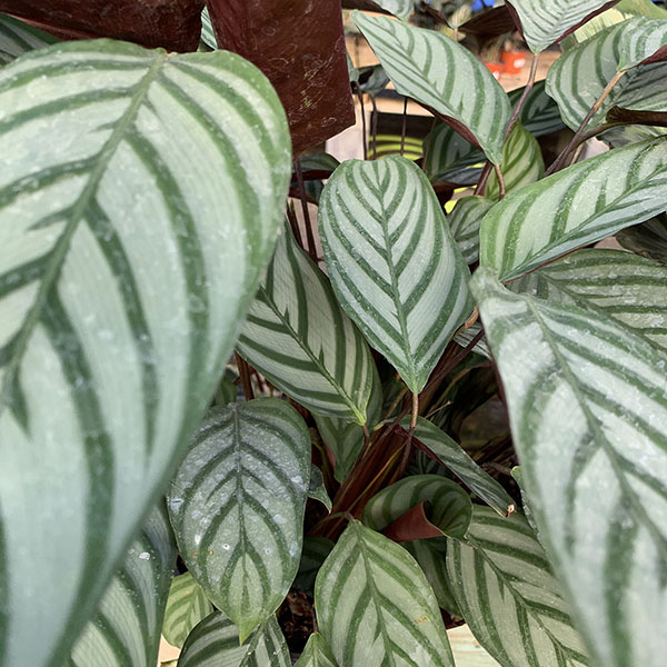 CALATHEA SETOSA GREY STAR 4.5"