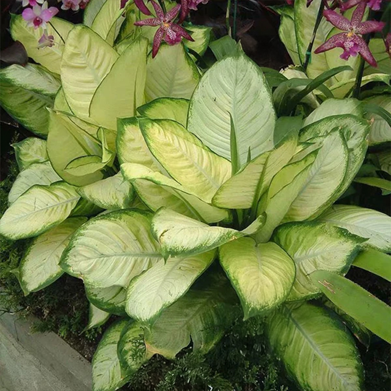 DIEFFENBACHIA MARIANNE 4.5"