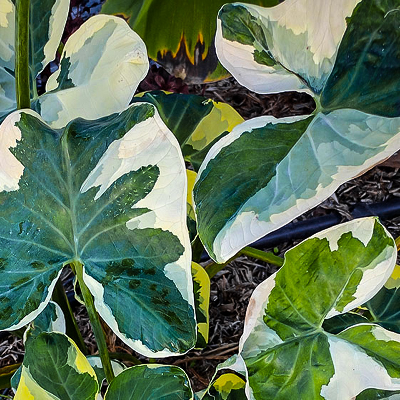XANTHOSOMA TARO VARIEGATED 10"
