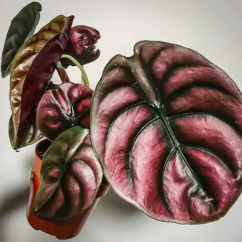ALOCASIA RED SECRET 2"