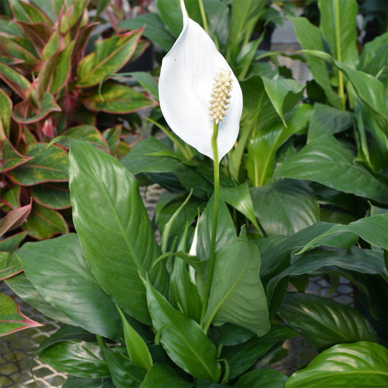 SPATHIPHYLLUM SENSATION 10"