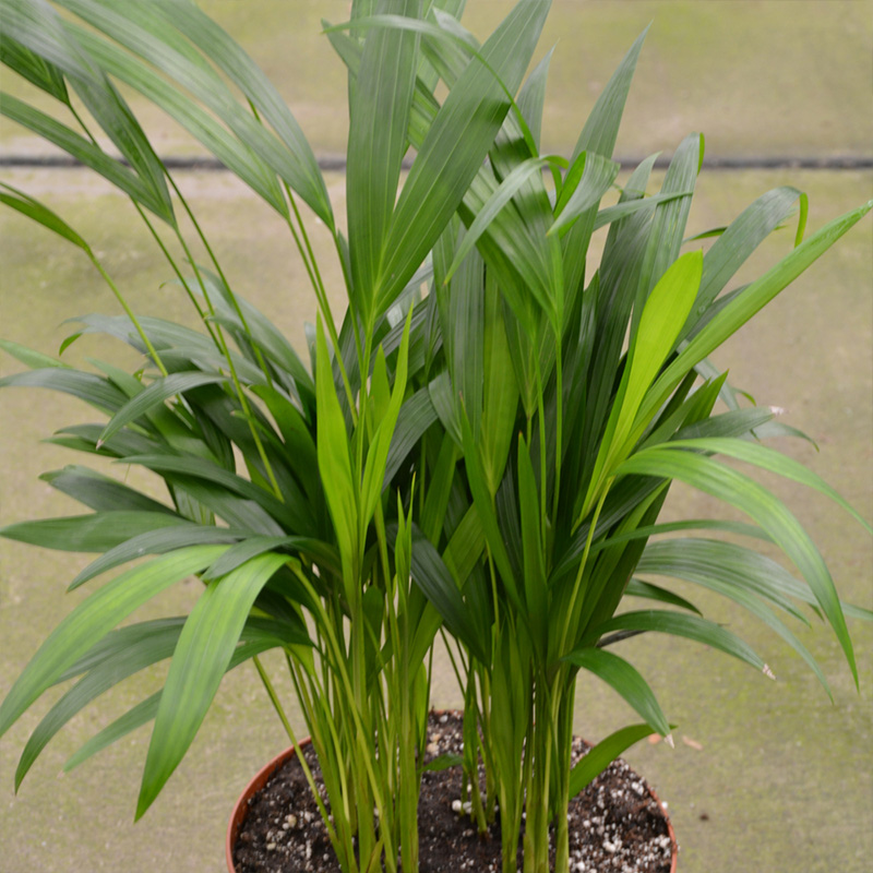 PALM ARECA 4.5"
