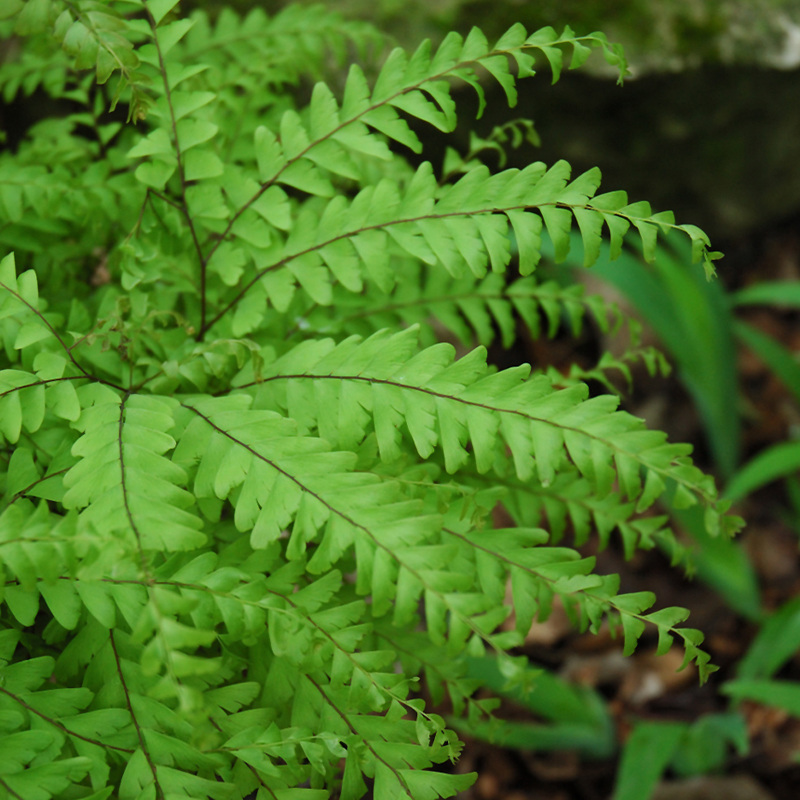 FERN MAIDENHAIR 3.5"