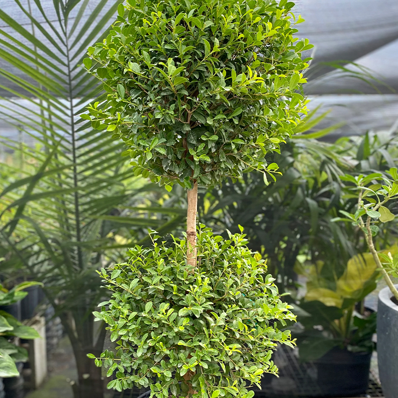 EUGENIA 2 BALL TOPIARY 6"