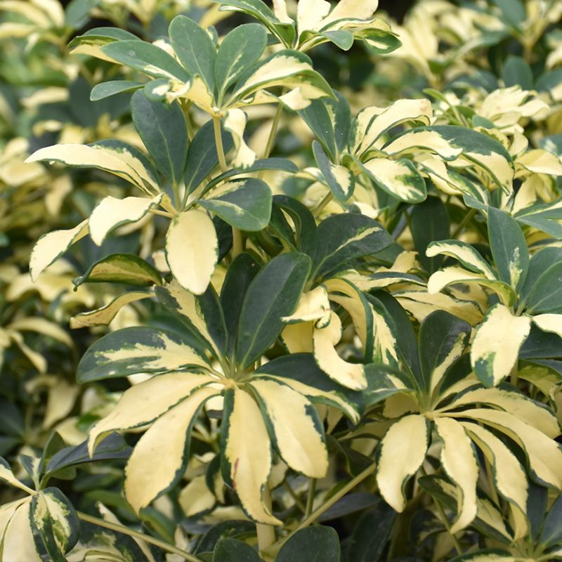 SCHEFFLERA GOLD CAPPELLA STD 10"