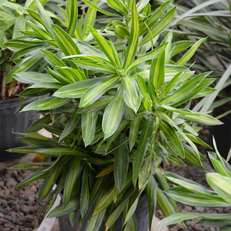 DRACAENA SONG OF JAMACA 6"