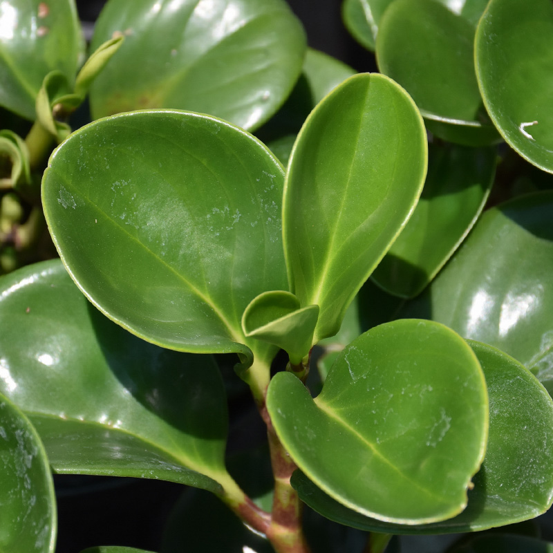 PEPEROMIA OBTUSIFOLIA 4"