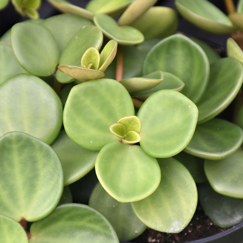 PEPEROMIA HOPE 4"