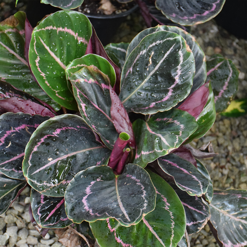 CALATHEA PINK STAR 6"