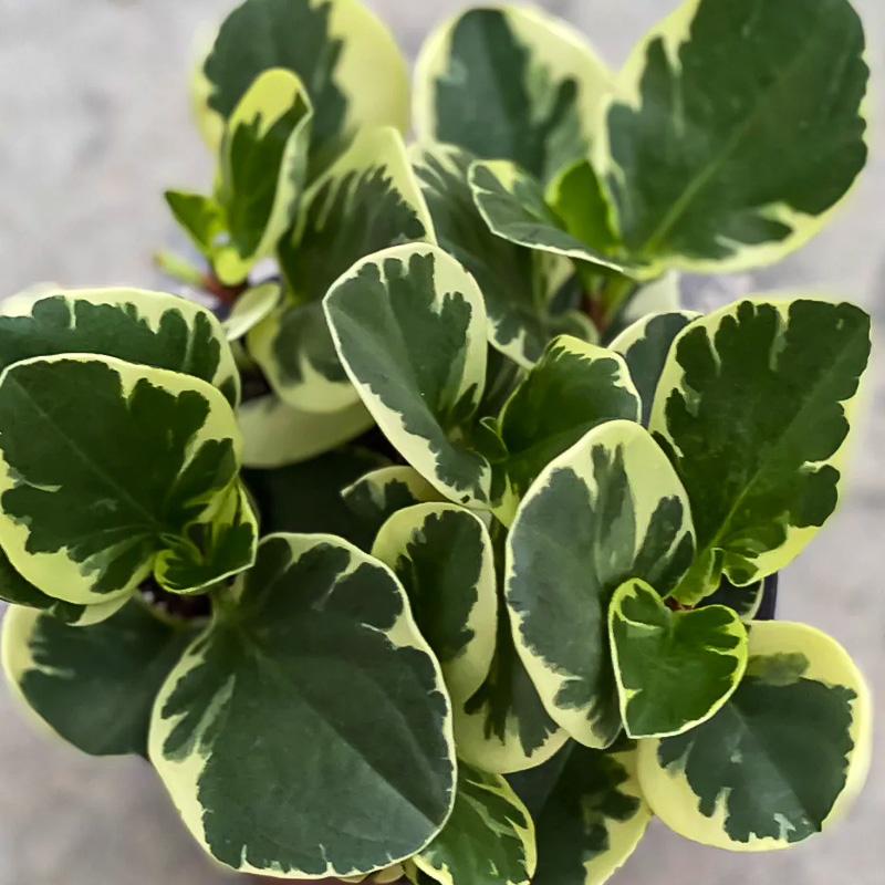 PEPEROMIA MARBLE 4"