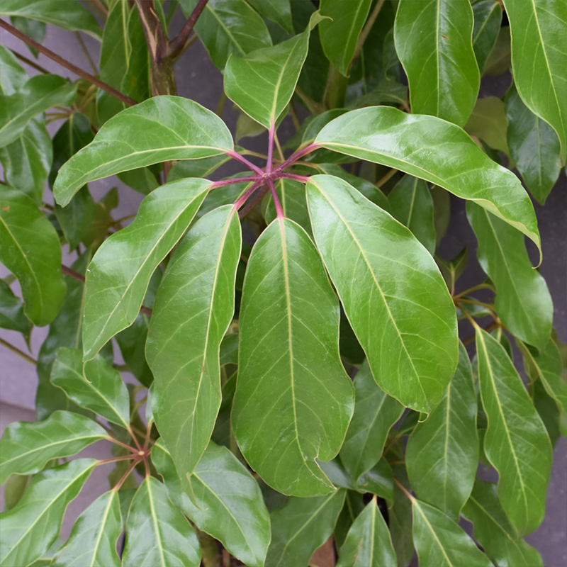 SCHEFFLERA AMATE 10"