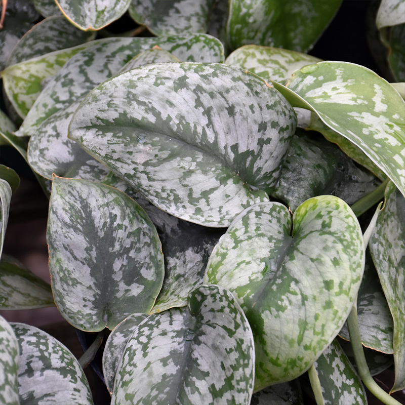 POTHOS SILVER SATIN 6"