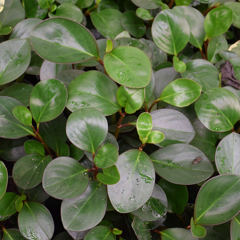 PEPEROMIA OBTIPAN GREEN 6"