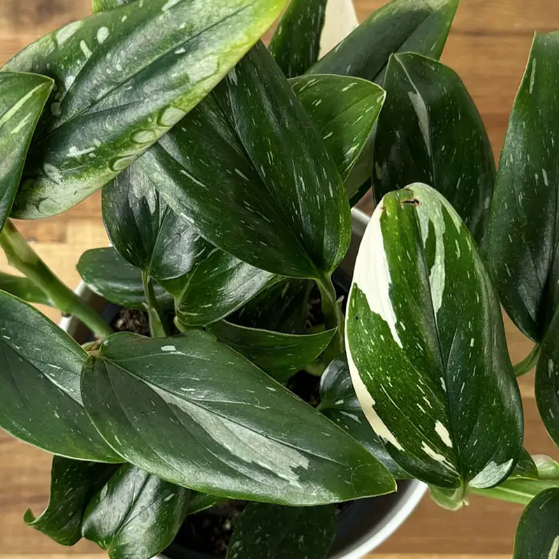 MONSTERA COBRA 6"