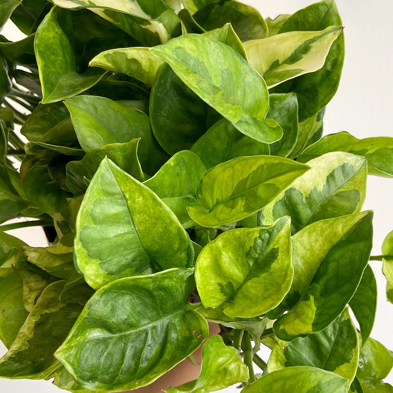 POTHOS LEMON MERINGUE 6"