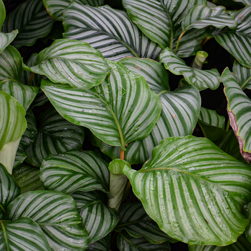 CALATHEA ORBIFOLIA 4.5"