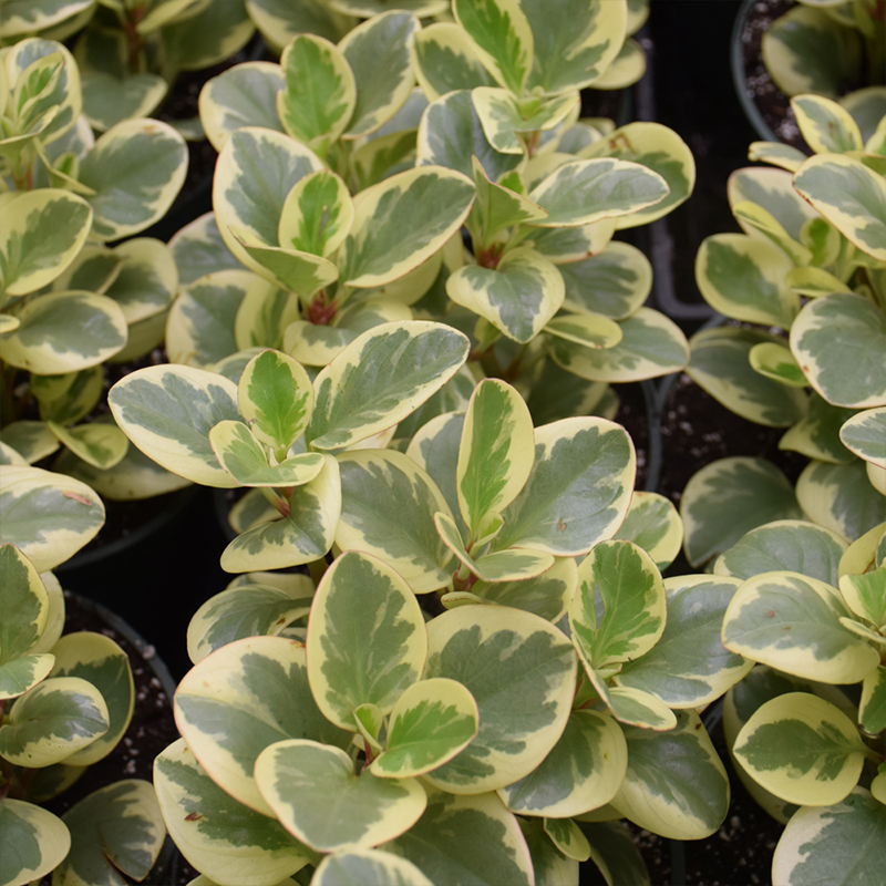 PEPEROMIA OBTIPAN BICOLOR 4.5"