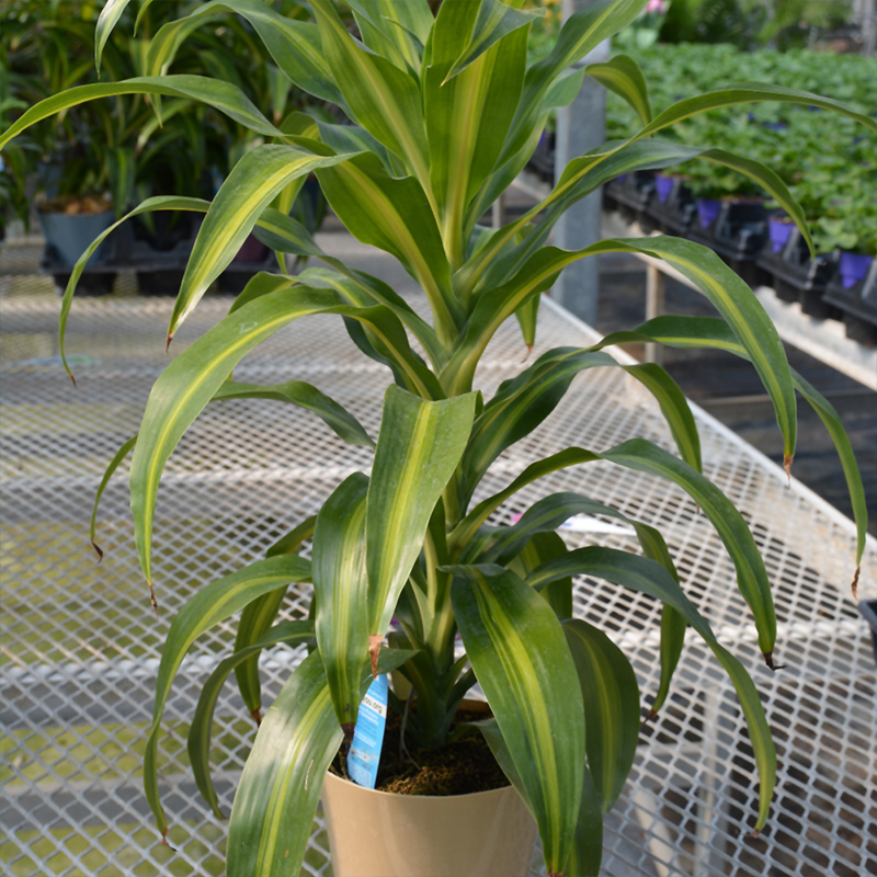 DRACAENA HAWAIIAN SUNSHINE 6"