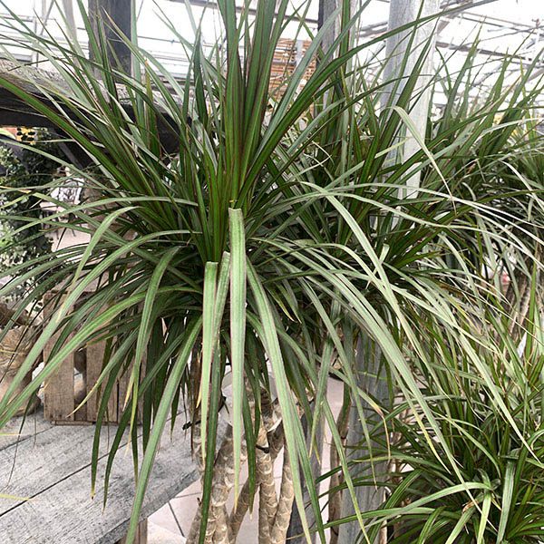 DRACAENA MARGINATA OPENWEAVE 14"