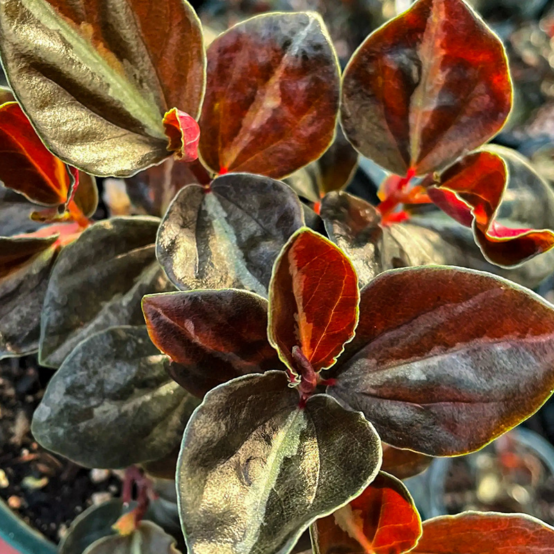 PEPEROMIA METALLICA 4"