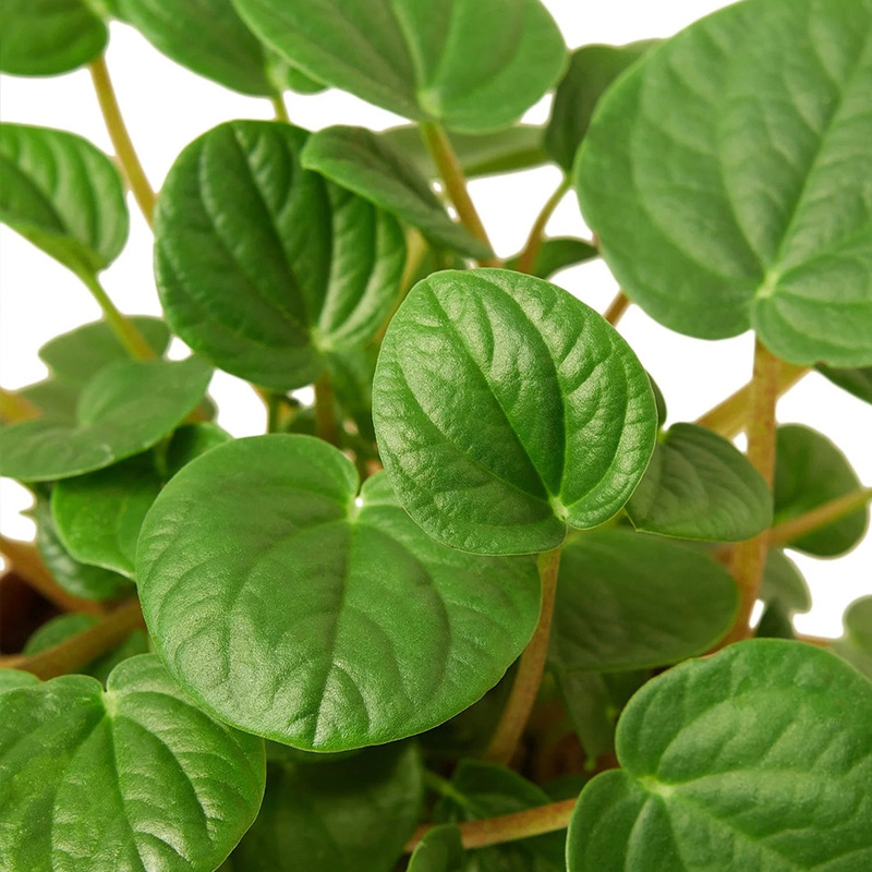 PEPEROMIA RANA VERDE 4"