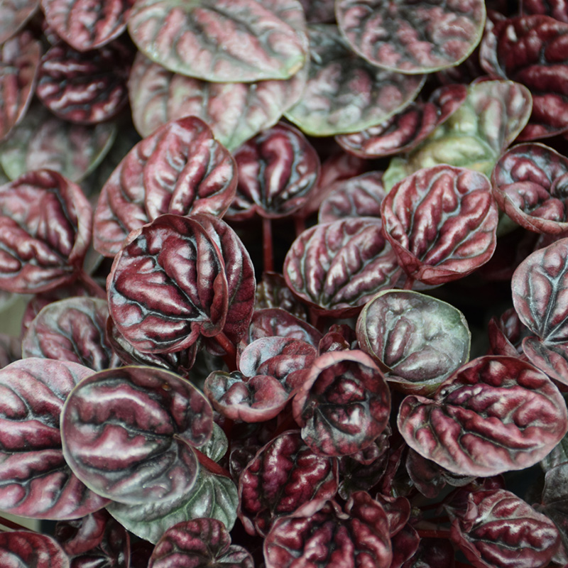 PEPEROMIA RED LUNA 4"