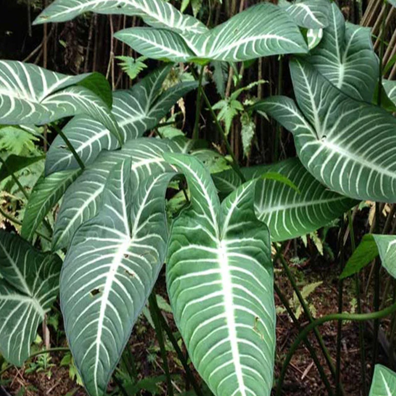XANTHOSOMA LINDENII MAGNIFICUM 6