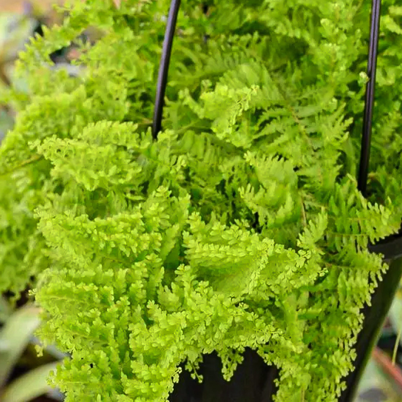 FERN COTTON CANDY 4.5"