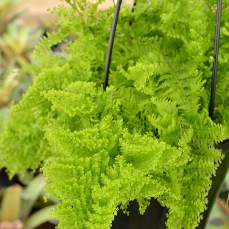 FERN COTTON CANDY 6"