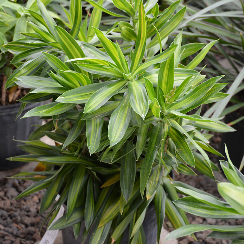 DRACAENA SONG OF JAMAICA 17"