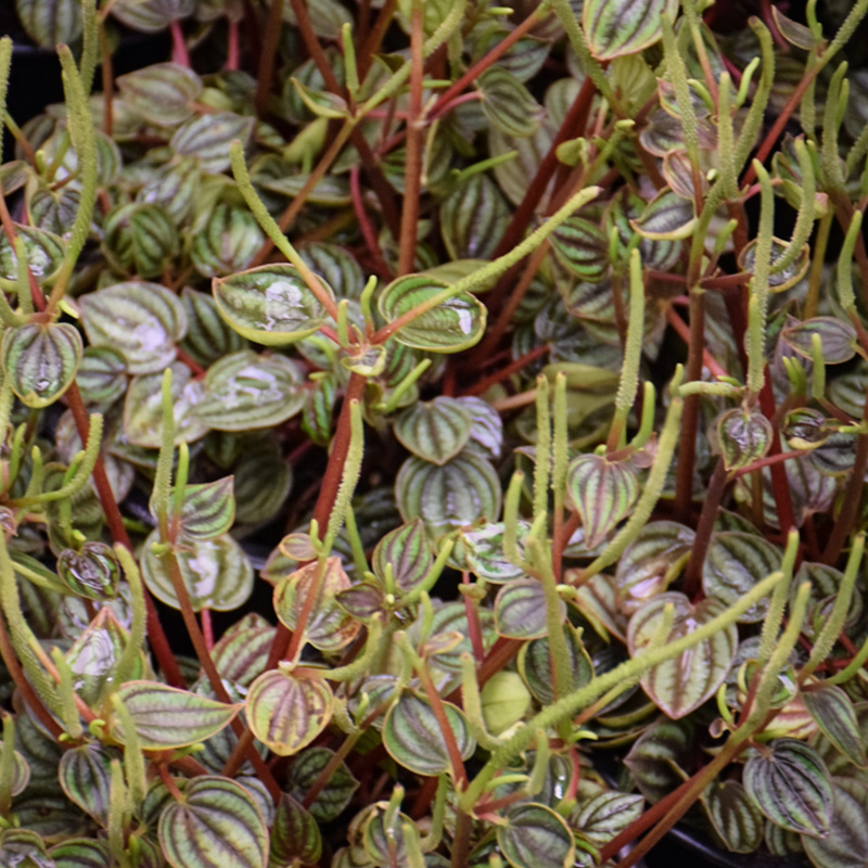 PEPEROMIA PICOLLA BANDA 4"