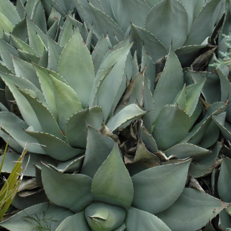 AGAVE ASST. 10"
