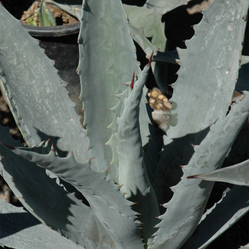 AGAVE ASST. 14"