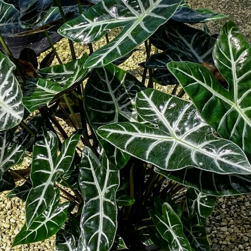 ALOCASIA 10"