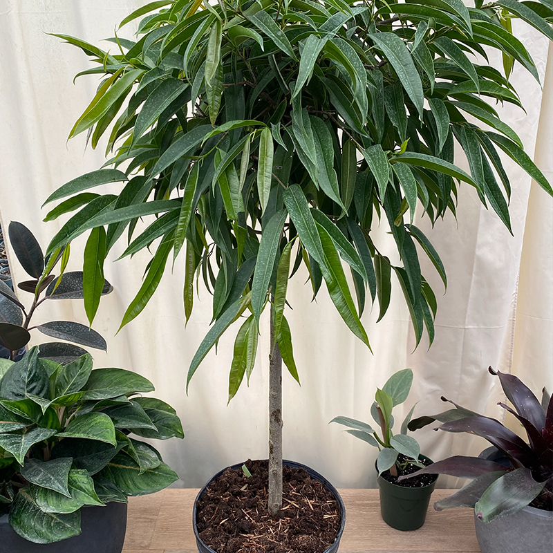 FICUS ALLI STD 10"