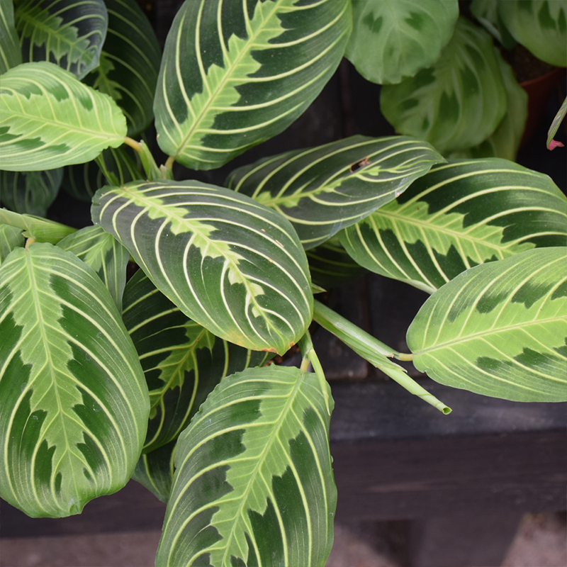 MARANTA LIME 4"