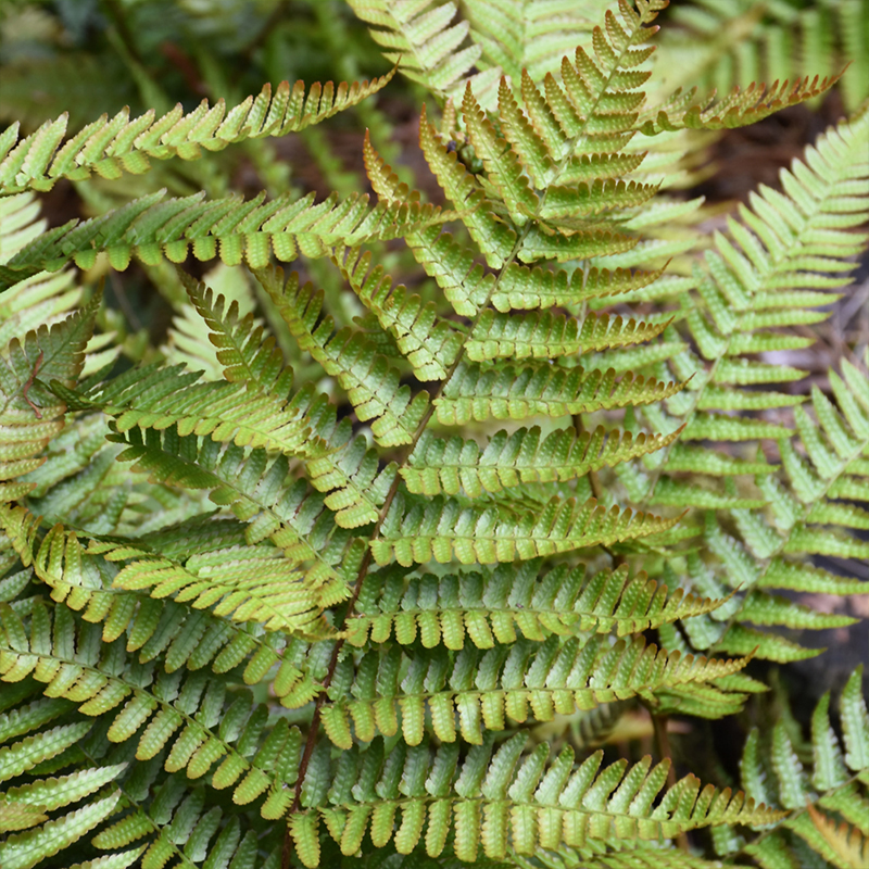 FERN AUTUMN 6"