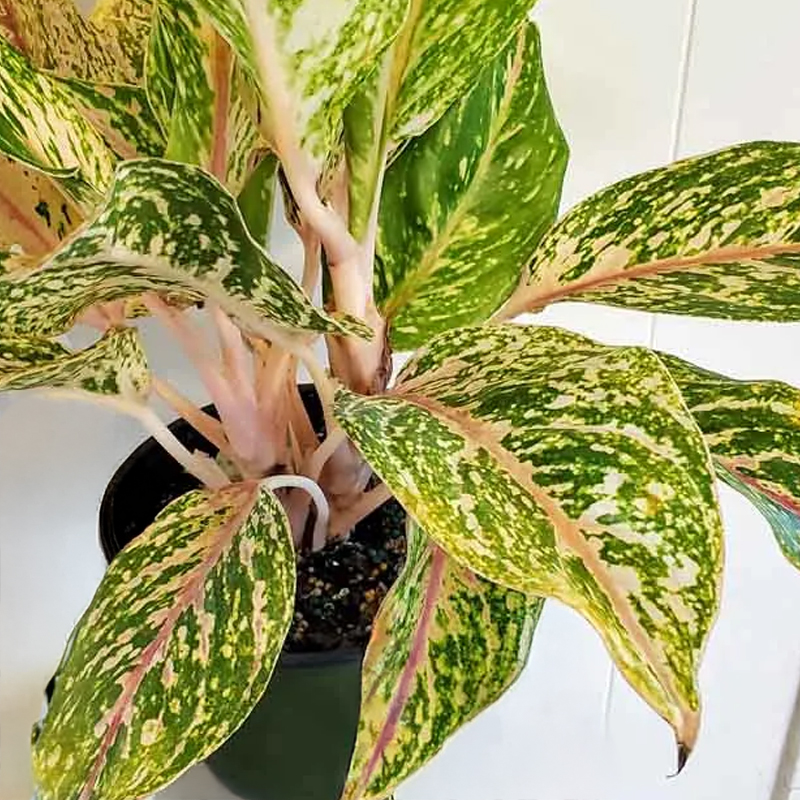 AGLAONEMA TWO TONE MOONSTONE 6"