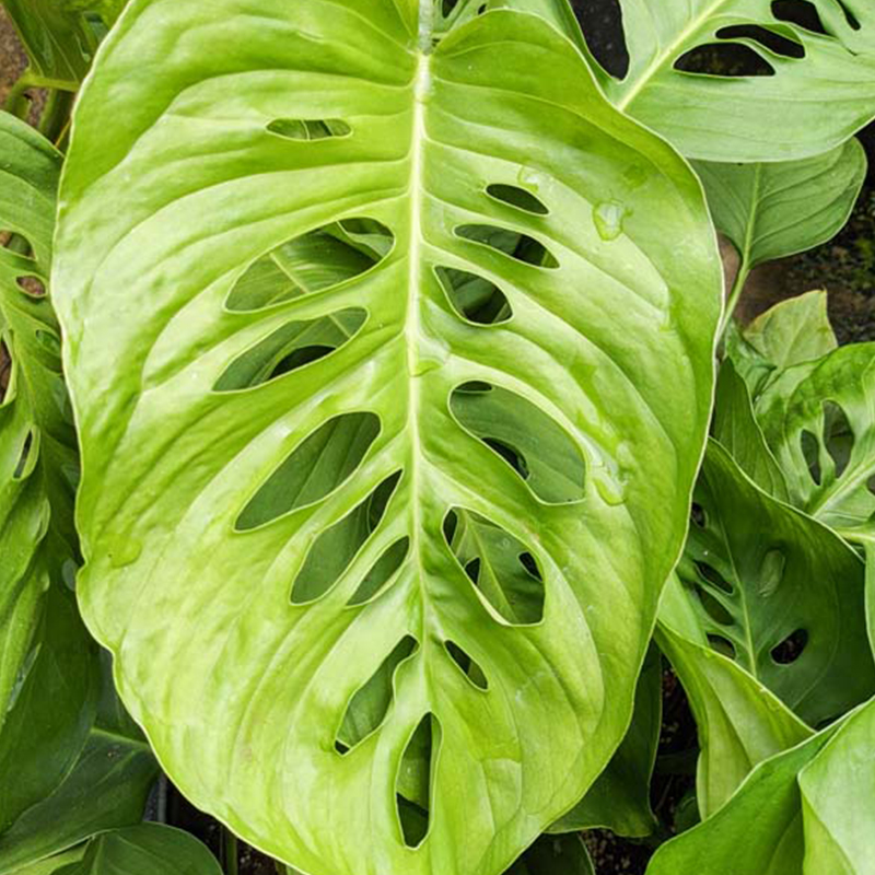 MONSTERA LECHLERIANA 6"