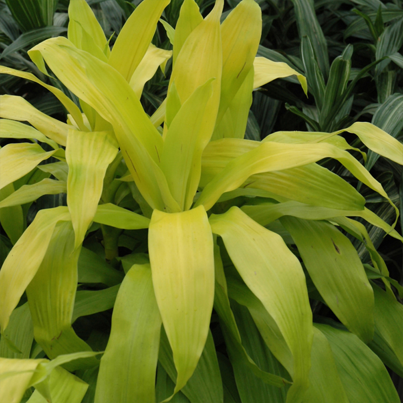 DRACAENA LIMELIGHT BUSH 10"