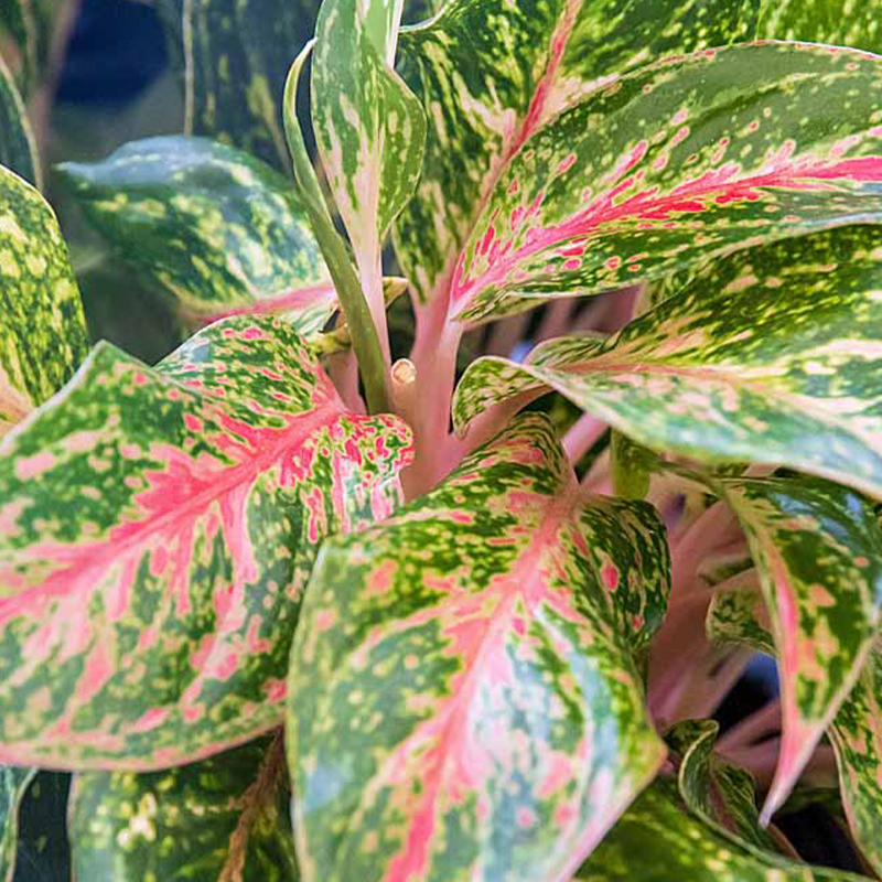 AGLAONEMA SPARKLING SARAH 6"