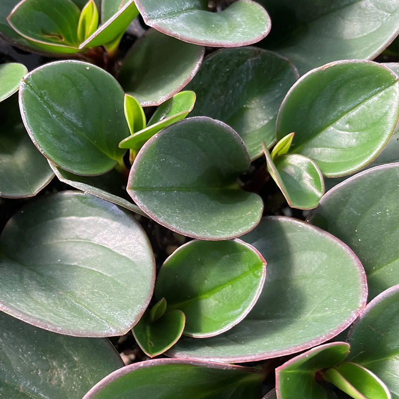 PEPEROMIA OBTIPAN GREEN 4.5"