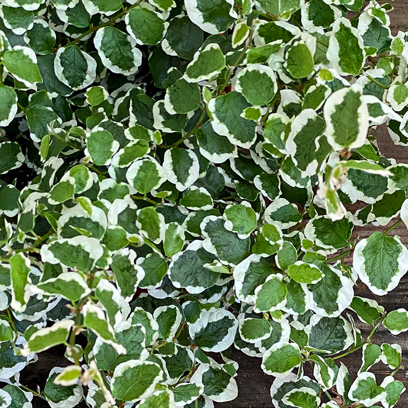 FICUS REPENS VARIEGATED 4"