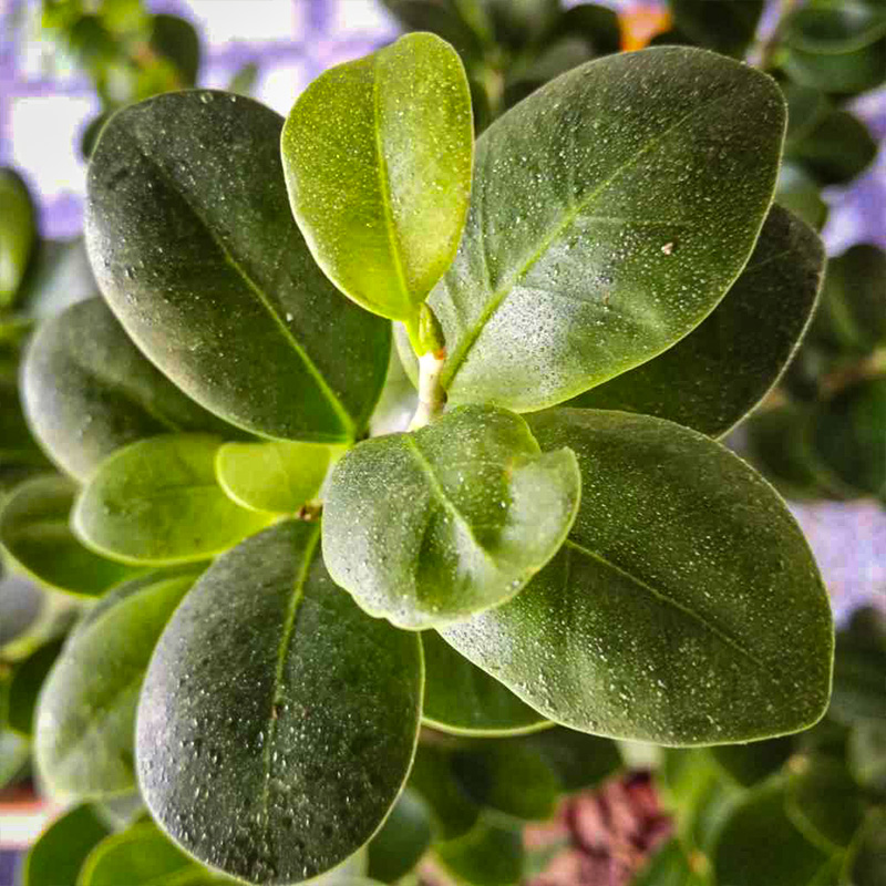 FICUS GINSENG 4"