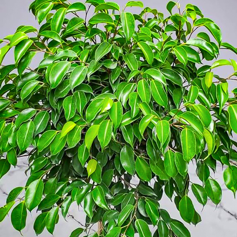 FICUS WINTERGREEN STD 14"