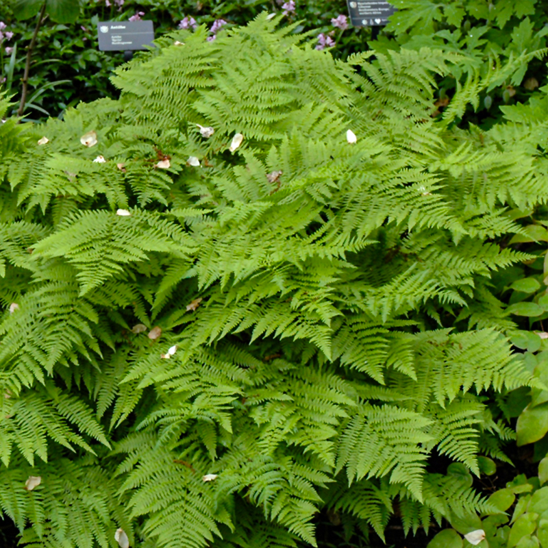 FERN SPECIALTY GARYS 4"